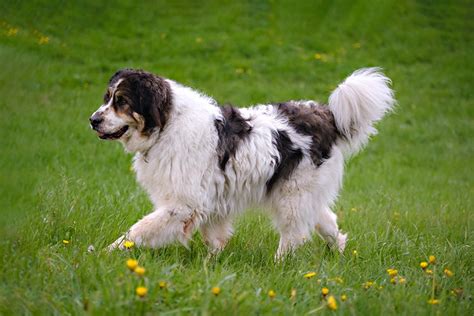 torjack info|Tornjak: Dog Breed Characteristics & Care .